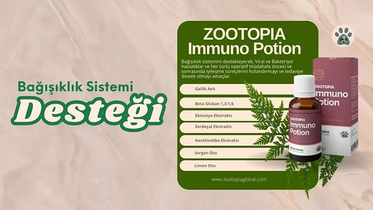 Kedilerde Bağışıklık Sistemi Hastalıkları