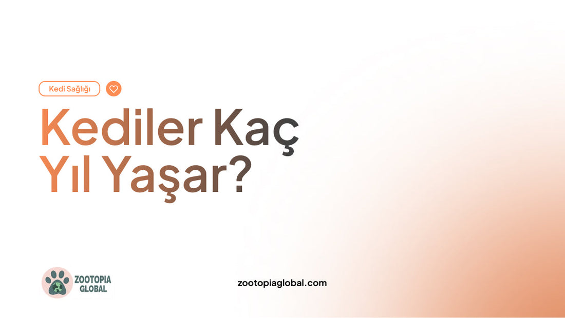 Kediler Kaç Yıl Yaşar? | British ve Tekir Kedilerin Ömrü